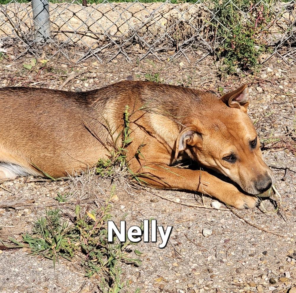 Nelly, Adoptable, Puppy Female Shar-Pei & Catahoula Leopard Dog.