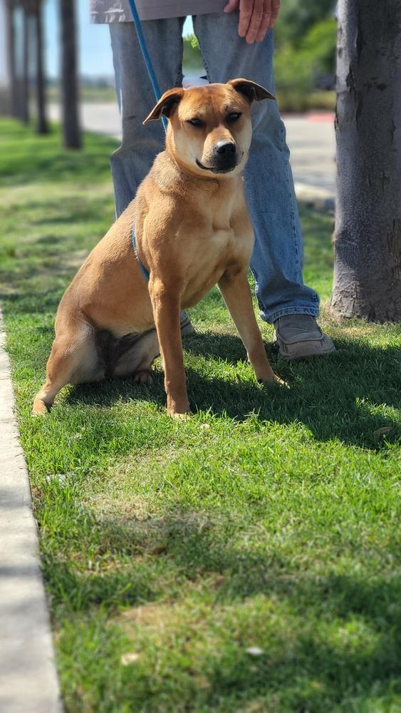 Enlarge Nelly, a Adoptable mixed breed in Crosbyton, TX image 2/6