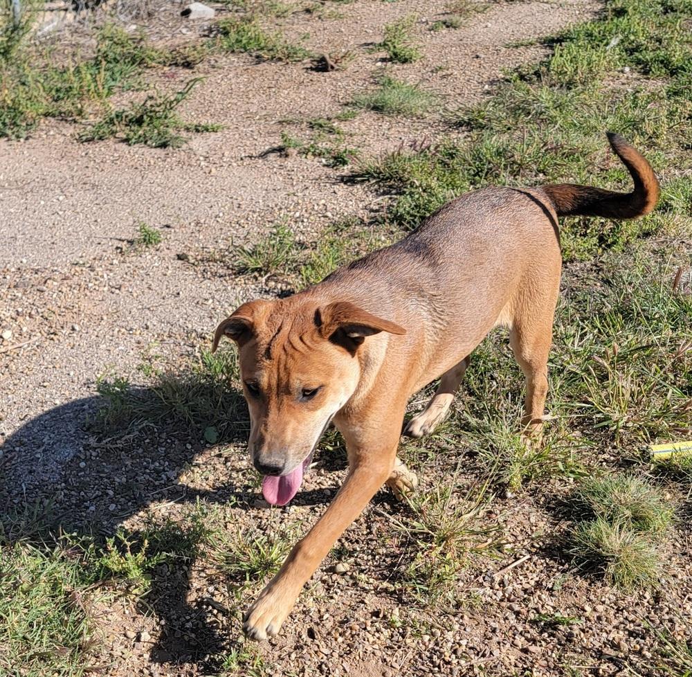 Nelly, Adoptable, Puppy Female Shar-Pei & Catahoula Leopard Dog.