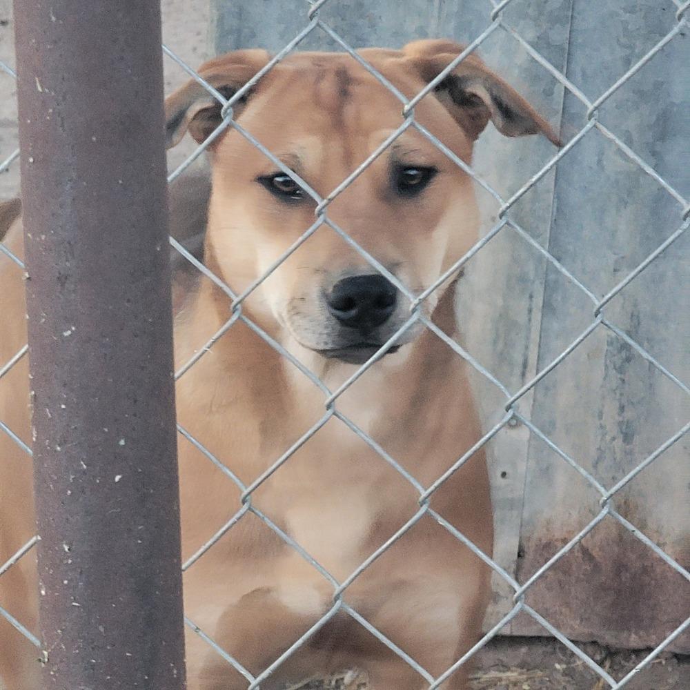 Enlarge Nelly, a Adoptable mixed breed in Crosbyton, TX image 5/6