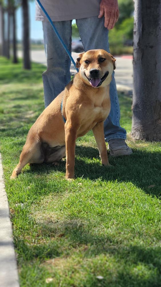 Enlarge Nelly, a Adoptable mixed breed in Crosbyton, TX image 6/6