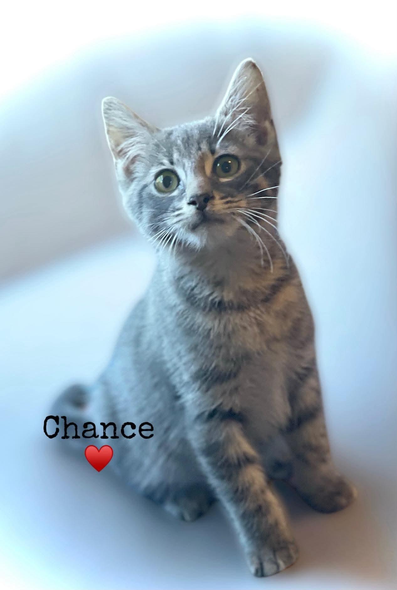 Enlarge Chance, a Adoptable Domestic Short Hair in Dansville, NY image 1/1