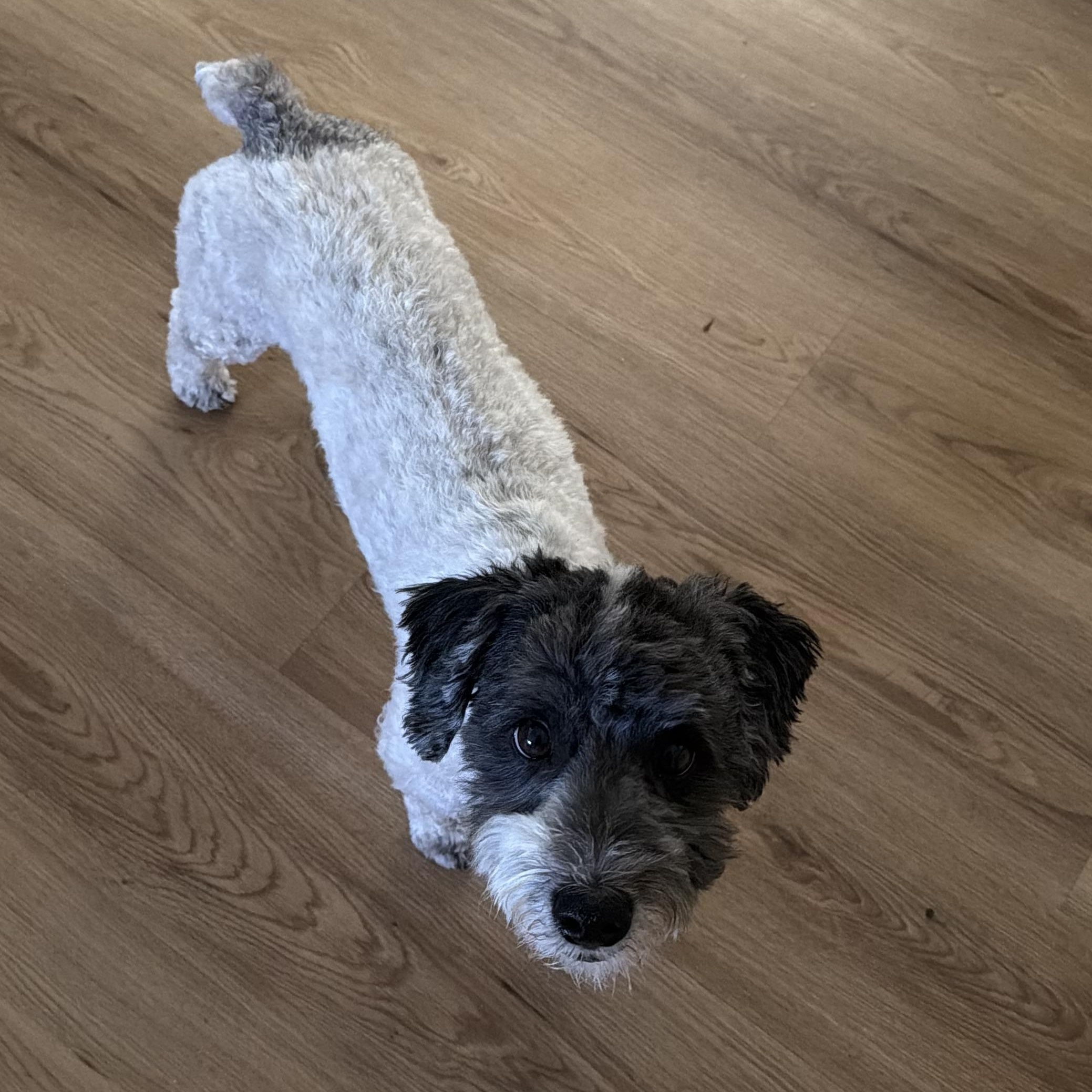 Enlarge Leo fka Oreo5, a Adopted mixed breed in Phoenix, AZ image 4/5