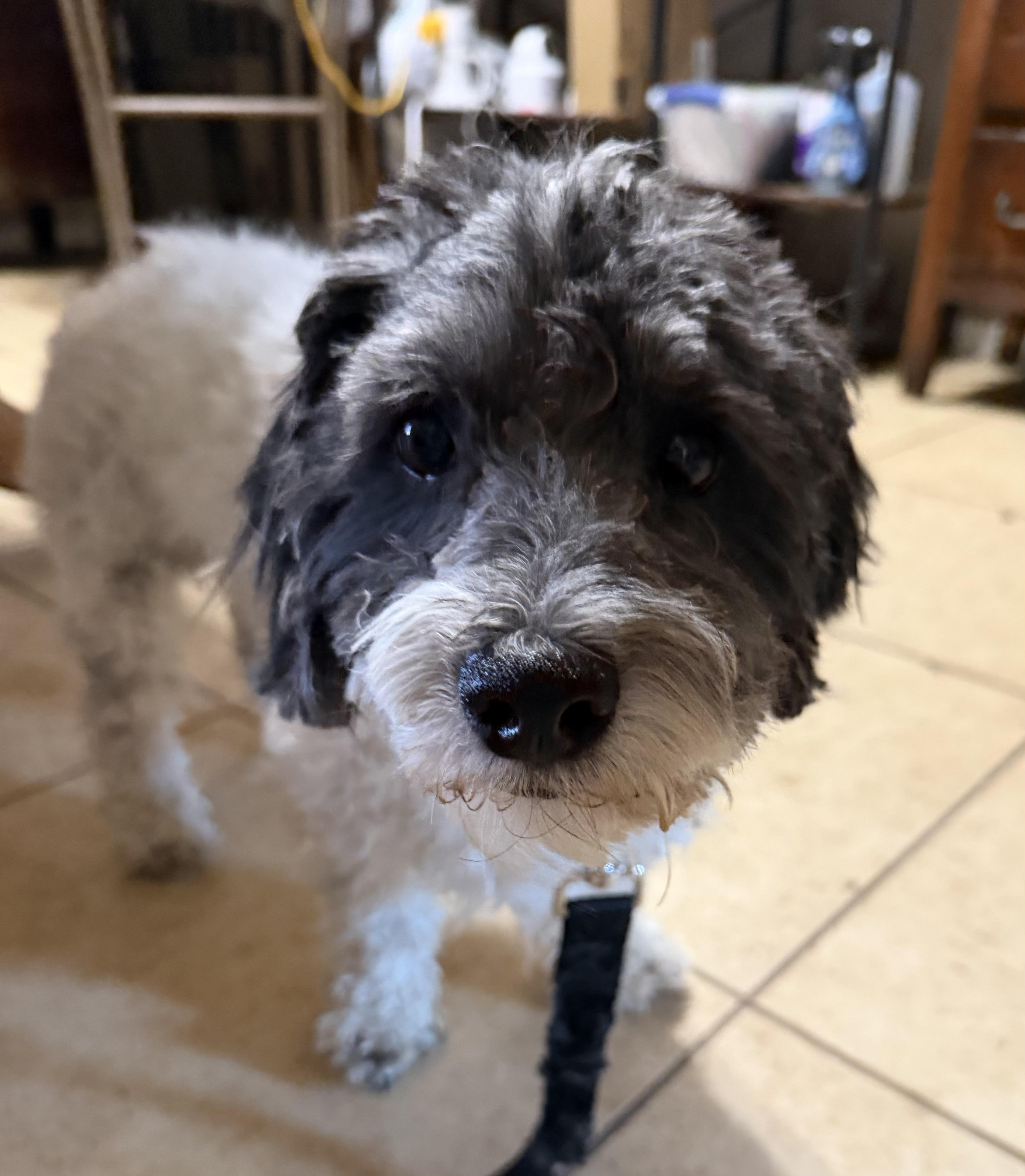 Enlarge Leo fka Oreo5, a Adopted mixed breed in Phoenix, AZ image 3/5