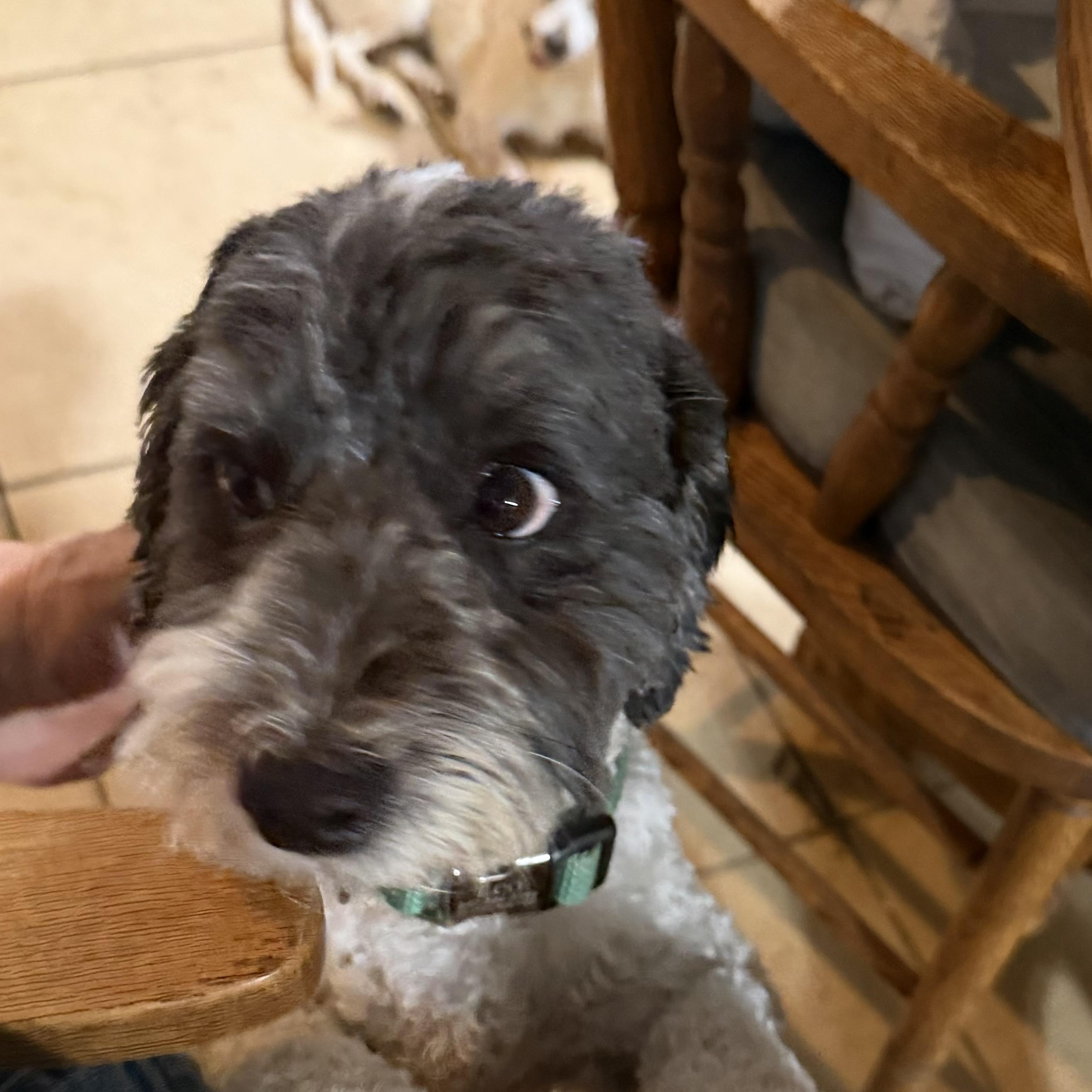 Enlarge Leo fka Oreo5, a Adopted mixed breed in Phoenix, AZ image 5/5
