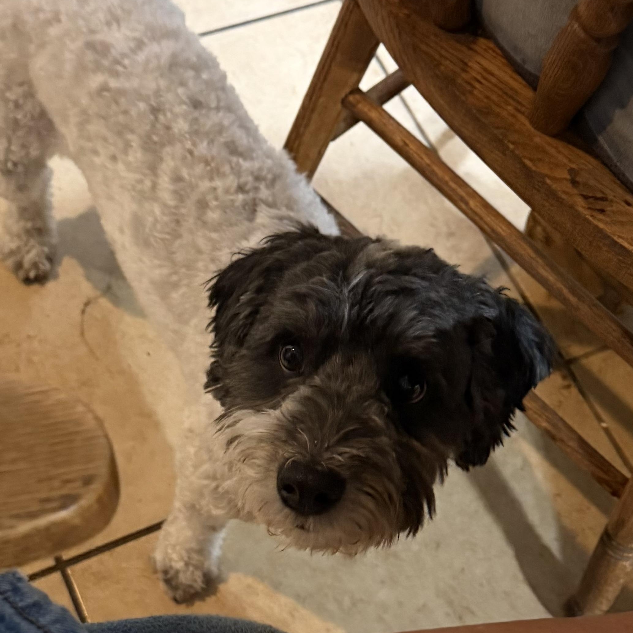Leo fka Oreo5, Adoptable, Young Female Cockapoo.