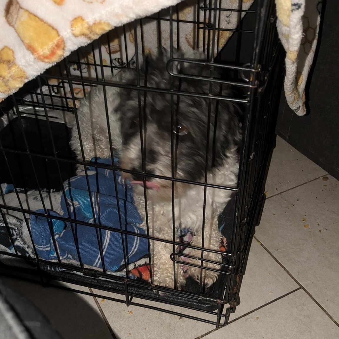 Enlarge Leo fka Oreo5, a Adopted mixed breed in Phoenix, AZ image 2/5