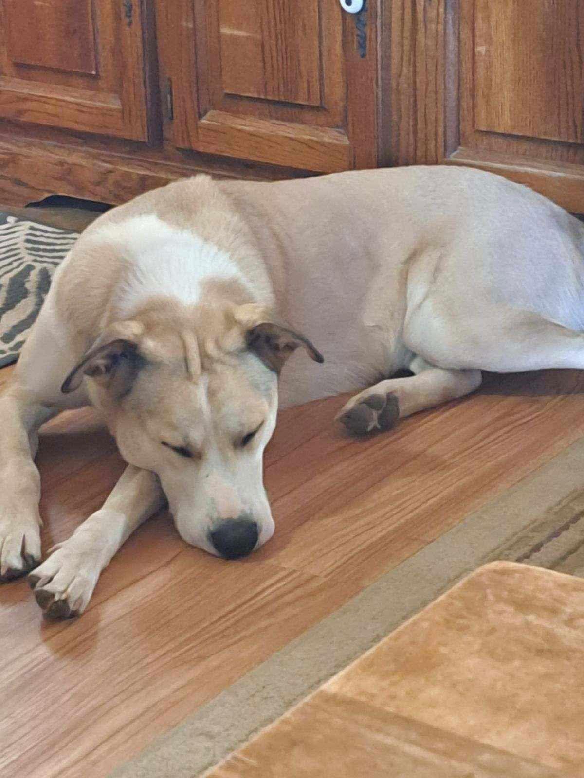 Charlie, Adoptable, Adult Male Siberian Husky & Labrador Retriever.