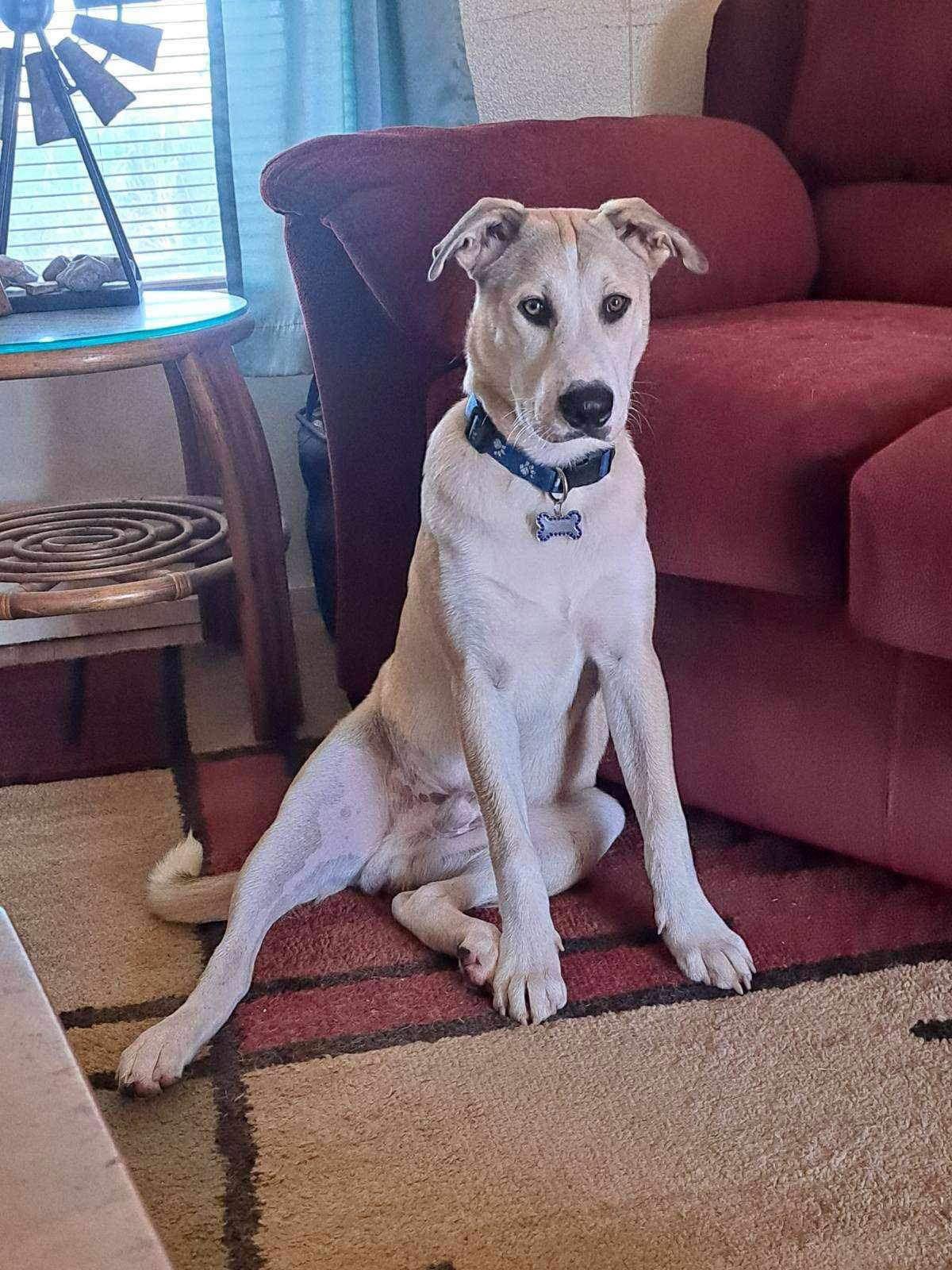 Charlie, a Adoptable mixed breed in Cedar Crest, NM image 3/3