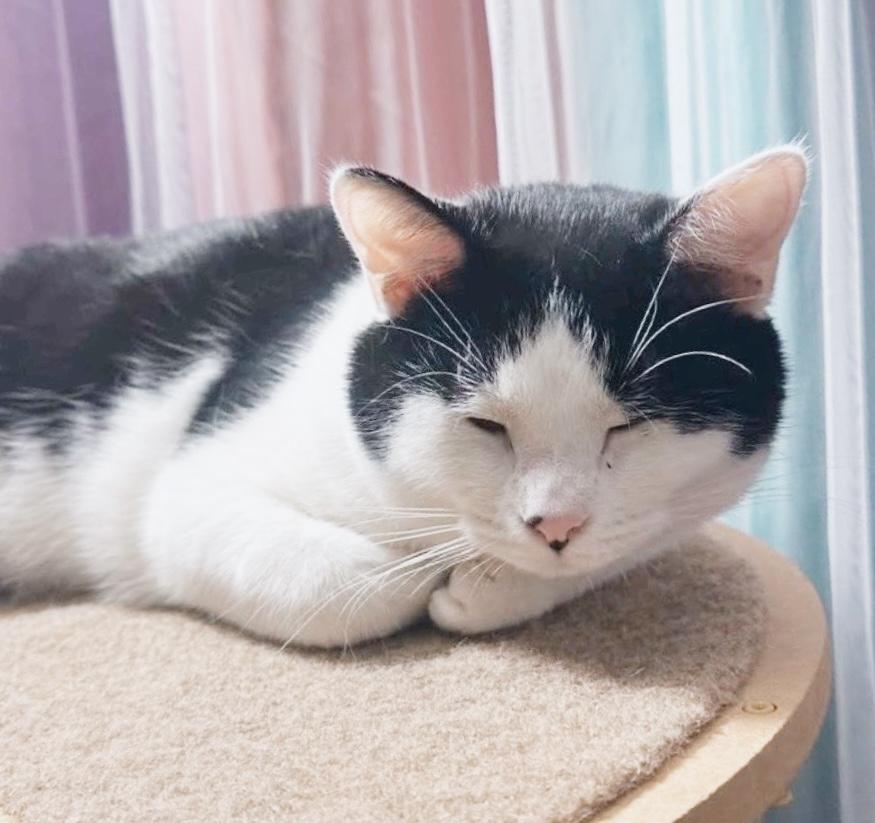 Enlarge Bubbles, a ADOPTABLE Tuxedo in Philadelphia, PA image 4/5