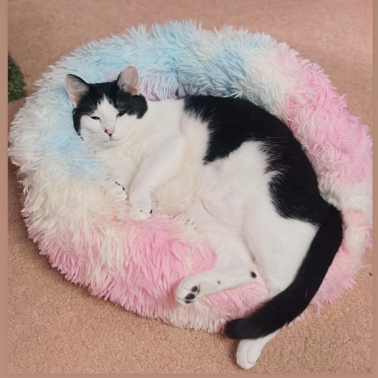 Enlarge Bubbles, a ADOPTABLE Tuxedo in Philadelphia, PA image 2/5