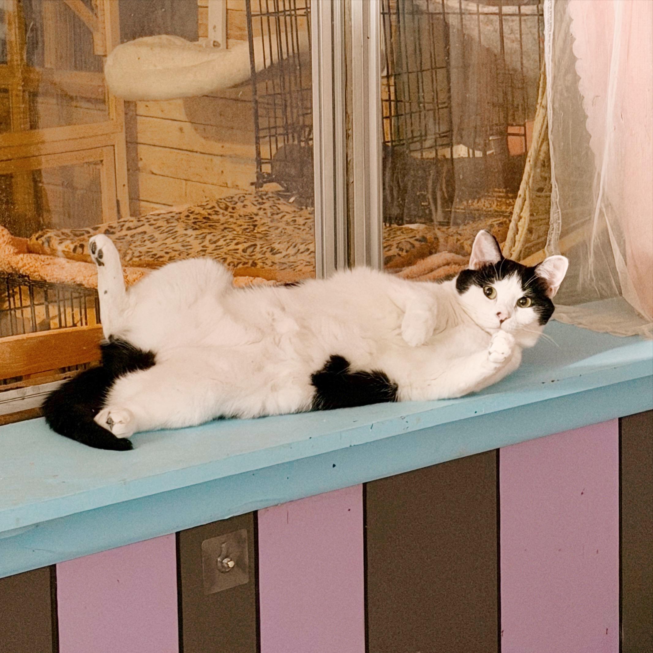 Enlarge Bubbles, a ADOPTABLE Tuxedo in Philadelphia, PA image 3/5