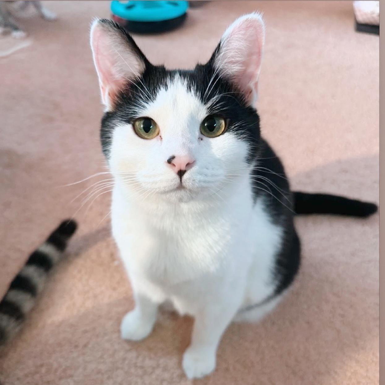 Enlarge Bubbles, a ADOPTABLE Tuxedo in Philadelphia, PA image 1/5
