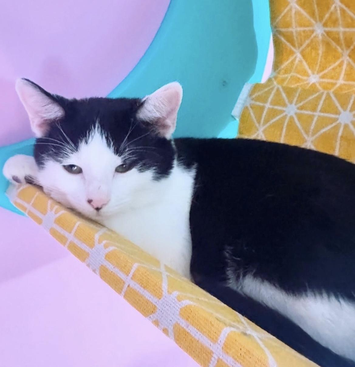 Enlarge Bubbles, a ADOPTABLE Tuxedo in Philadelphia, PA image 5/5