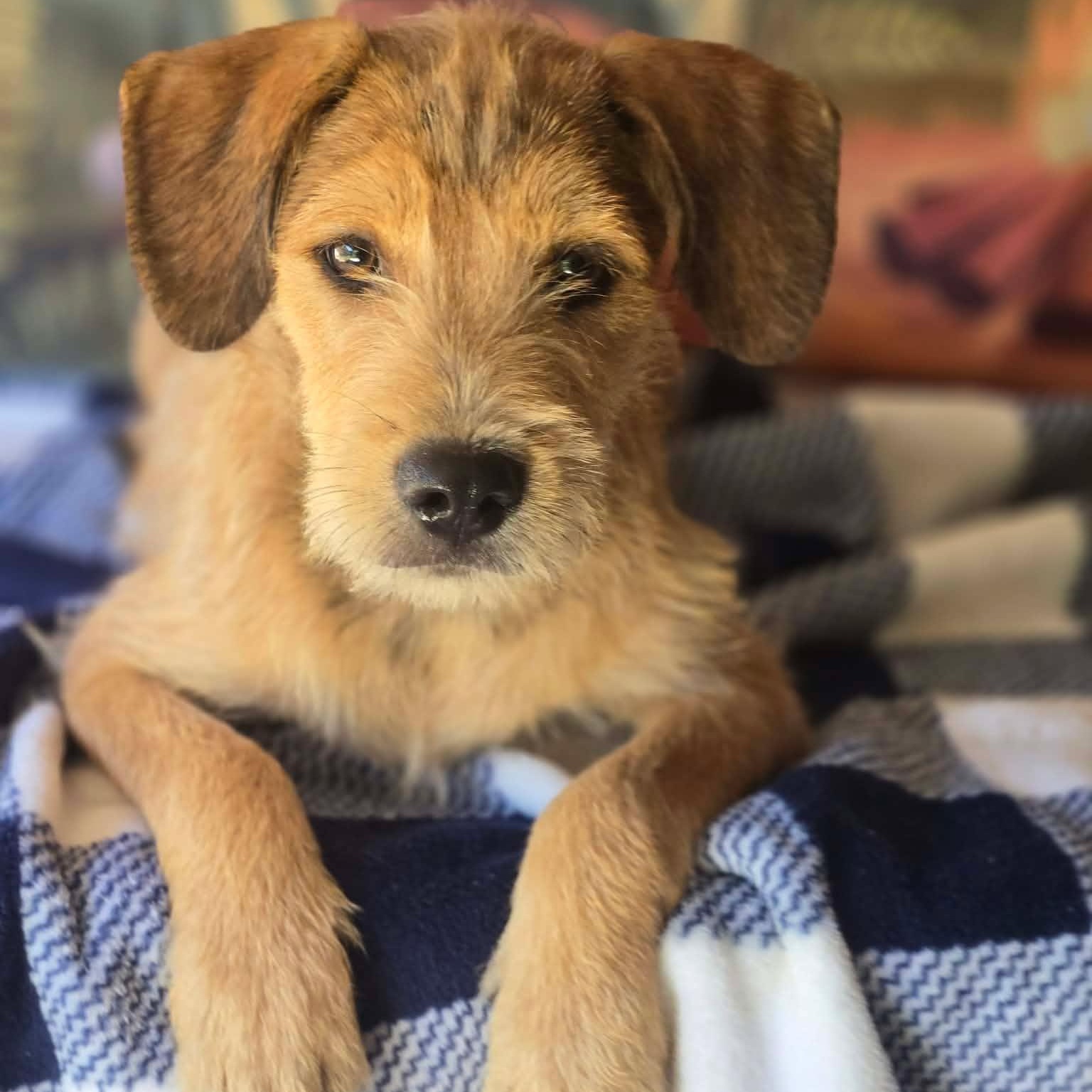 Wally, Adoptable, Young Male Border Terrier & Beagle.