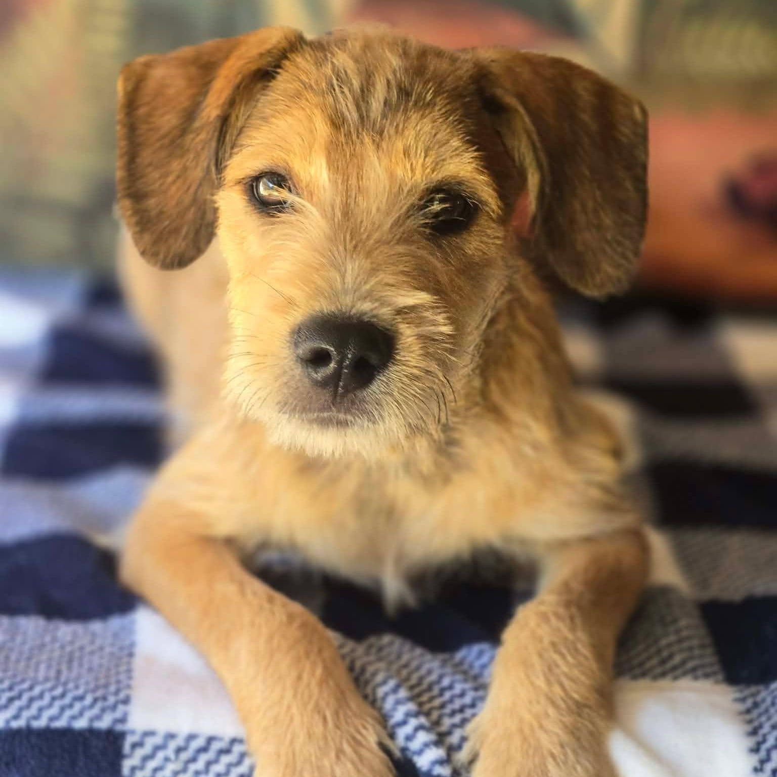 Enlarge Wally, a Adoptable mixed breed in Tylertown, MS image 2/2