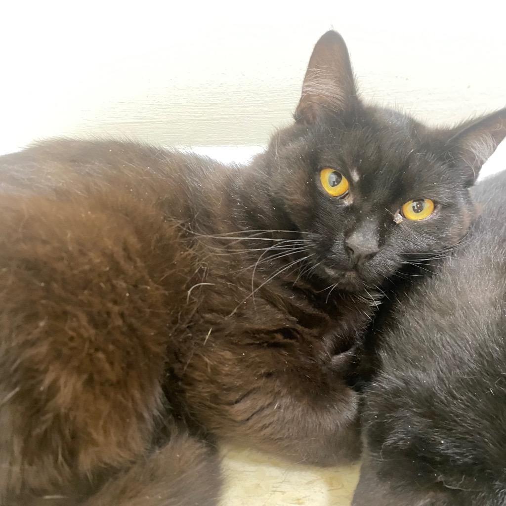 Hex, Adoptable, Young Male Domestic Short Hair.