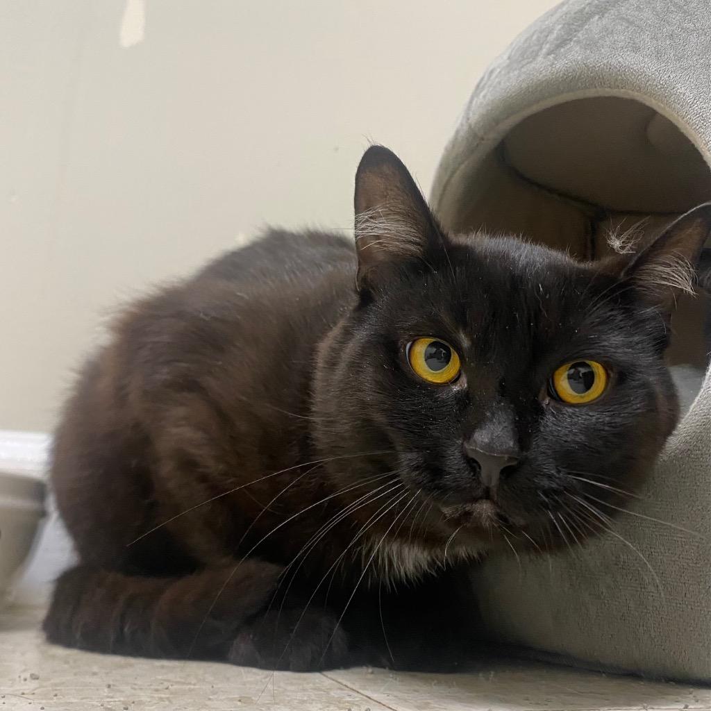 Hex, a Adoptable mixed breed in Fall River, MA image 2/3
