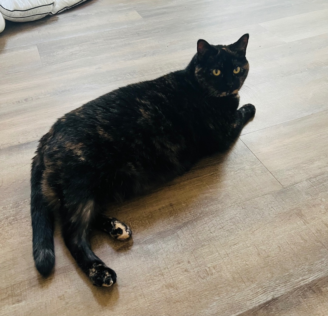 Mabel, Adoptable, Adult Female Tortoiseshell.