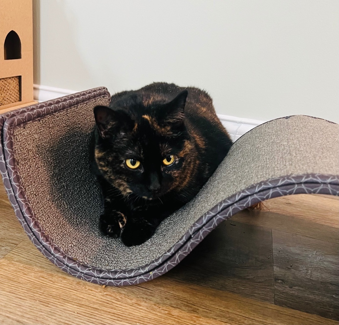 Mabel, a Adoptable Tortoiseshell in Chesterfield, MI image 2/3