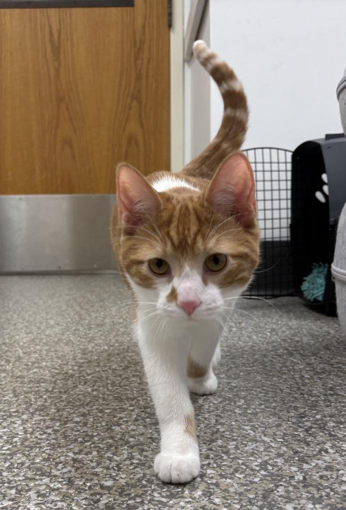 Lennon, Adopted, Young Male Domestic Short Hair.