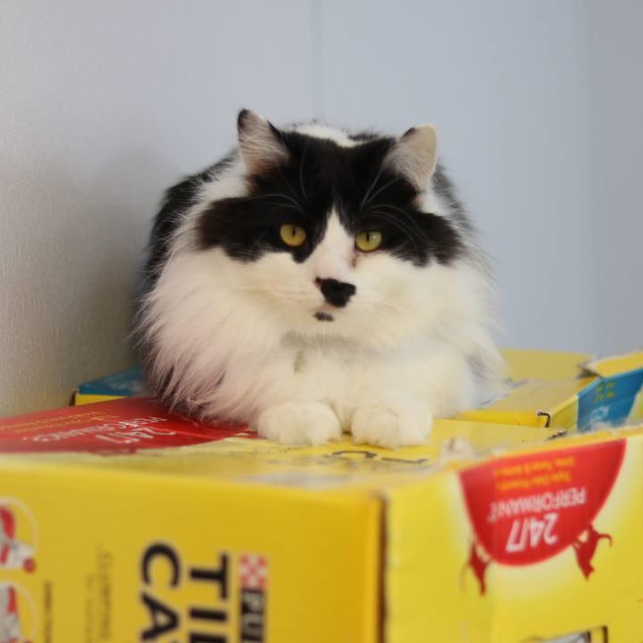 Groucho, Adoptable, Adult Male Domestic Long Hair.