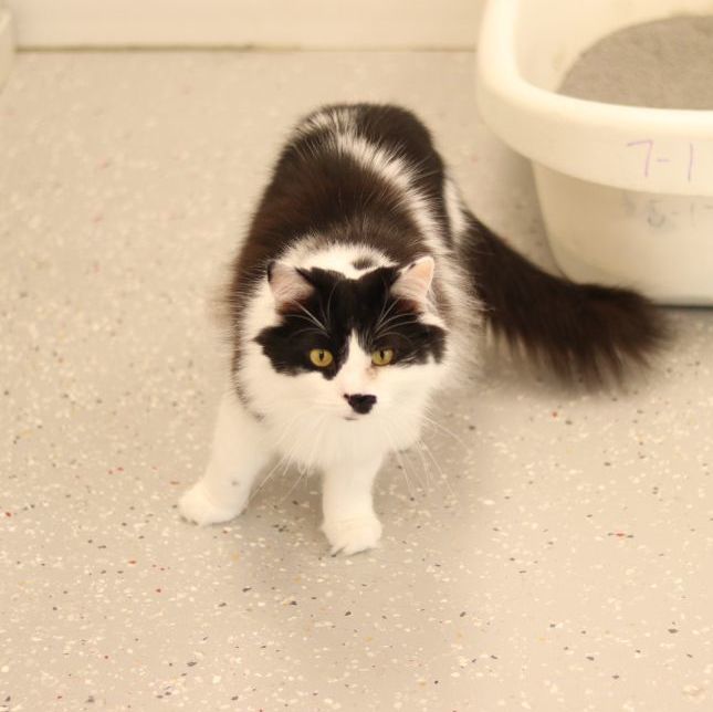 Enlarge Groucho, a Adoptable Domestic Long Hair in Lansing, MI image 3/6