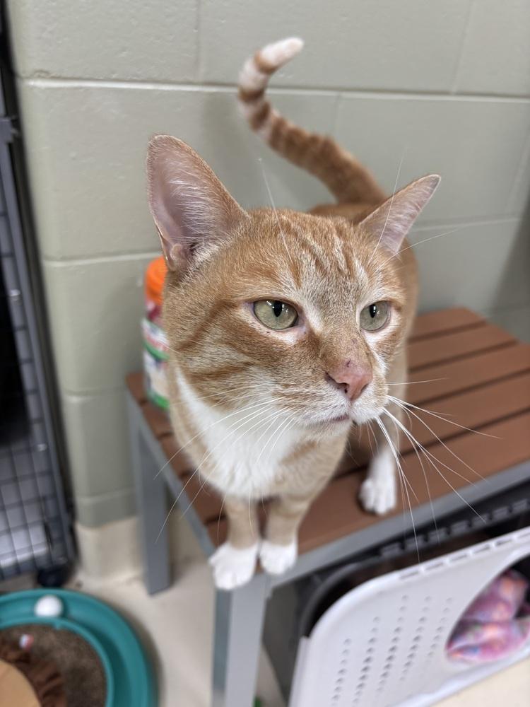 Enlarge Squirt, a Adoptable mixed breed in Kalamazoo, MI image 1/2