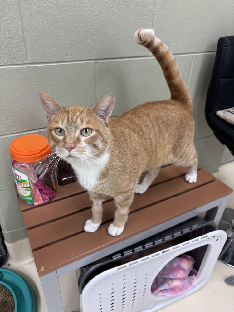 Enlarge Squirt, a Adoptable mixed breed in Kalamazoo, MI image 2/2