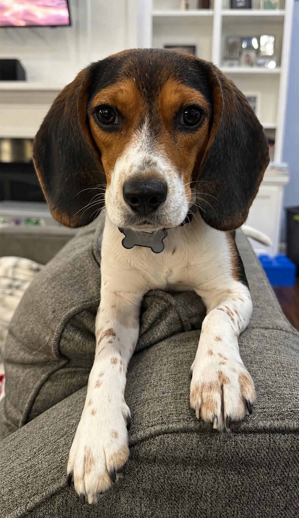 Willow, a ADOPTABLE Beagle in Godfrey, IL image 5/6