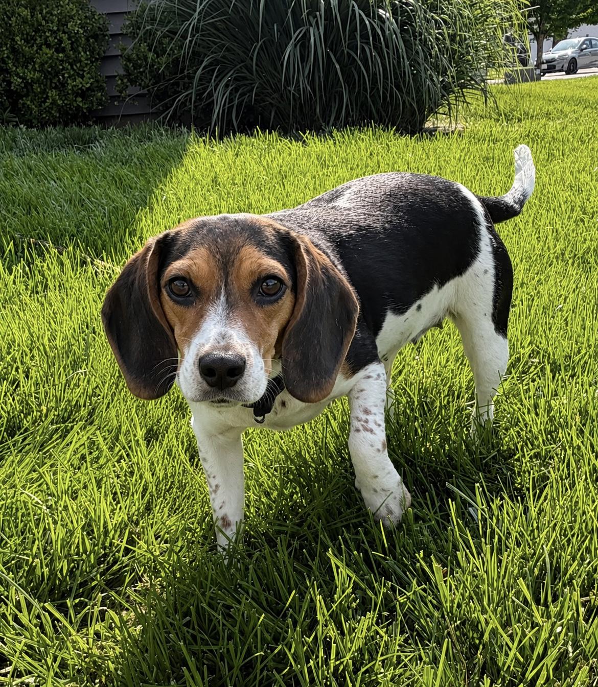 Willow, a ADOPTABLE Beagle in Godfrey, IL image 2/6