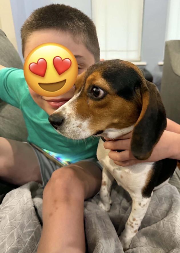 Willow, a ADOPTABLE Beagle in Godfrey, IL image 3/6