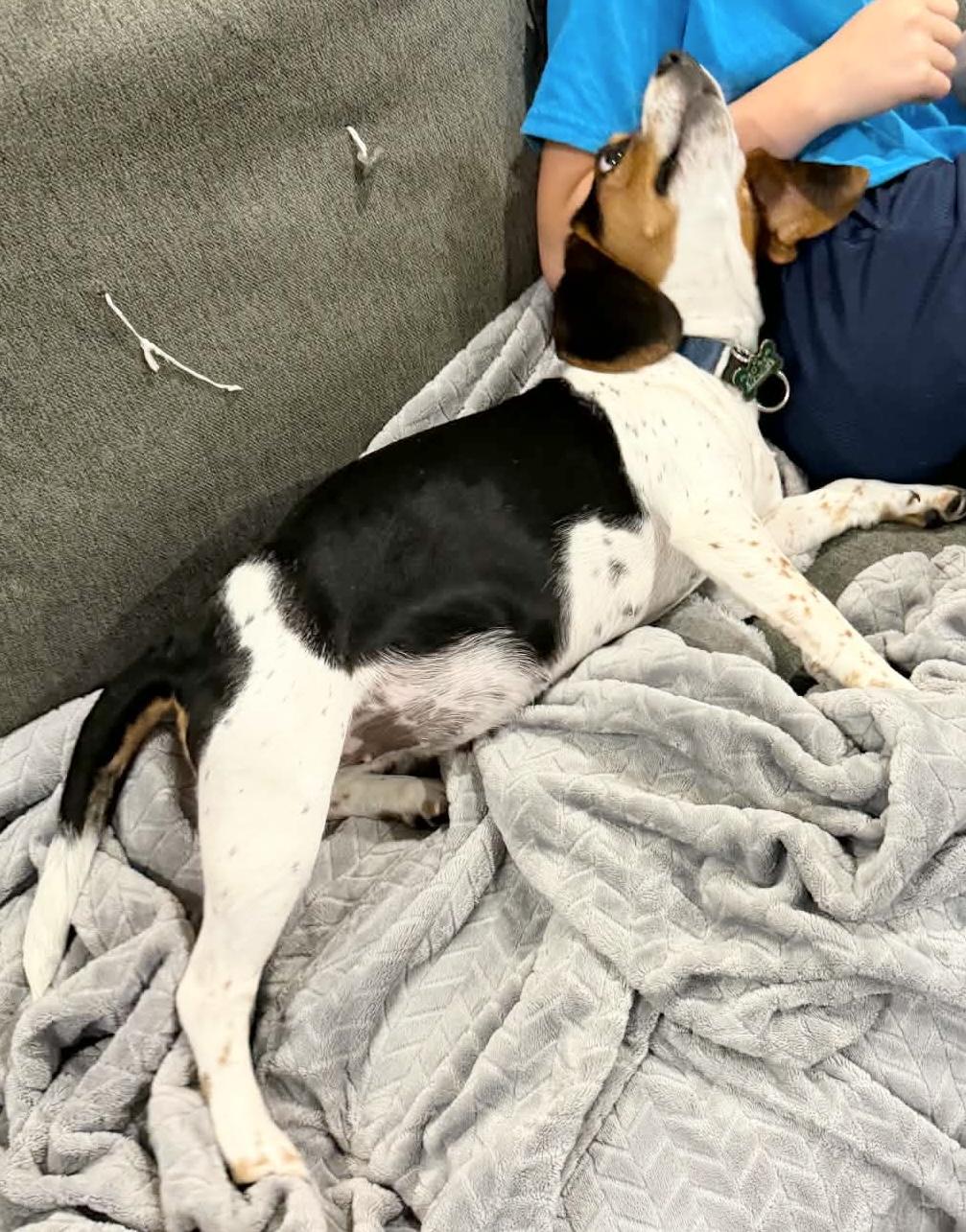 Willow, a ADOPTABLE Beagle in Godfrey, IL image 6/6