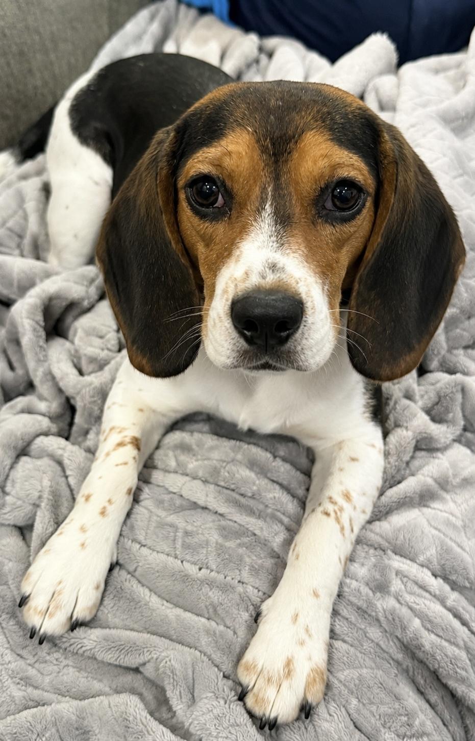 Willow, ADOPTABLE, Young Female Beagle.