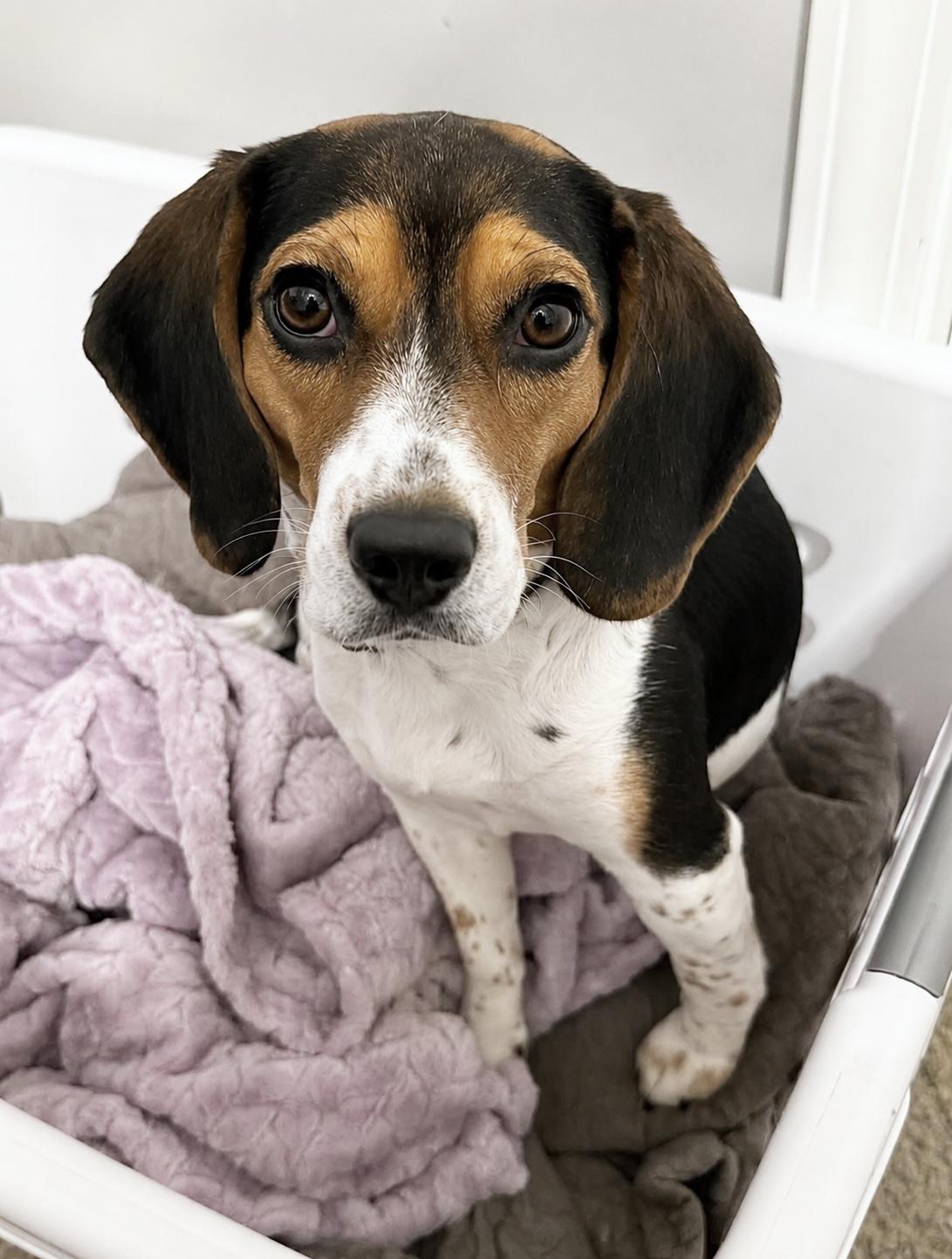 Willow, a ADOPTABLE Beagle in Godfrey, IL image 4/6