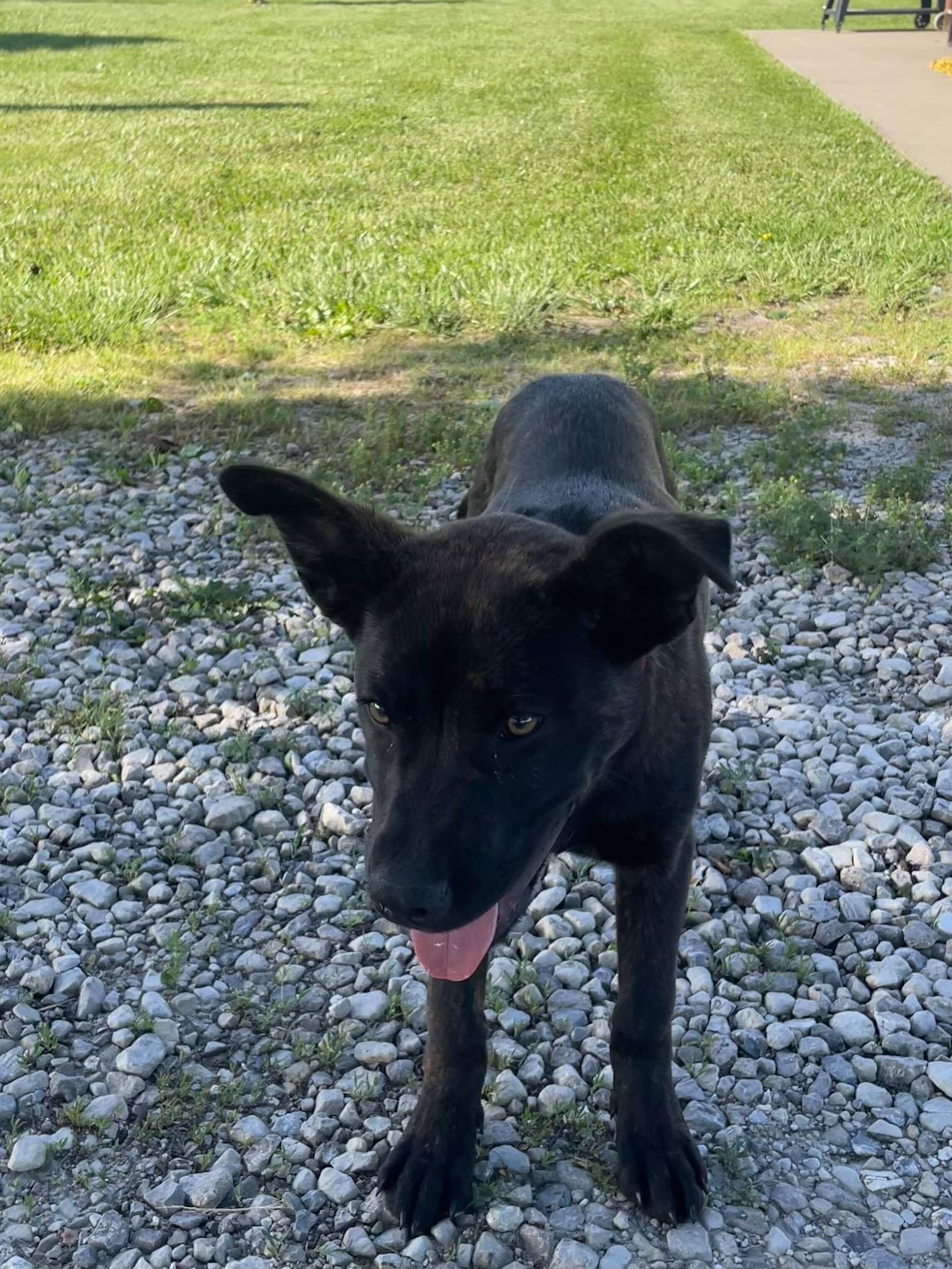Bruno, a Adopted mixed breed in Clarksburg, MO image 3/5