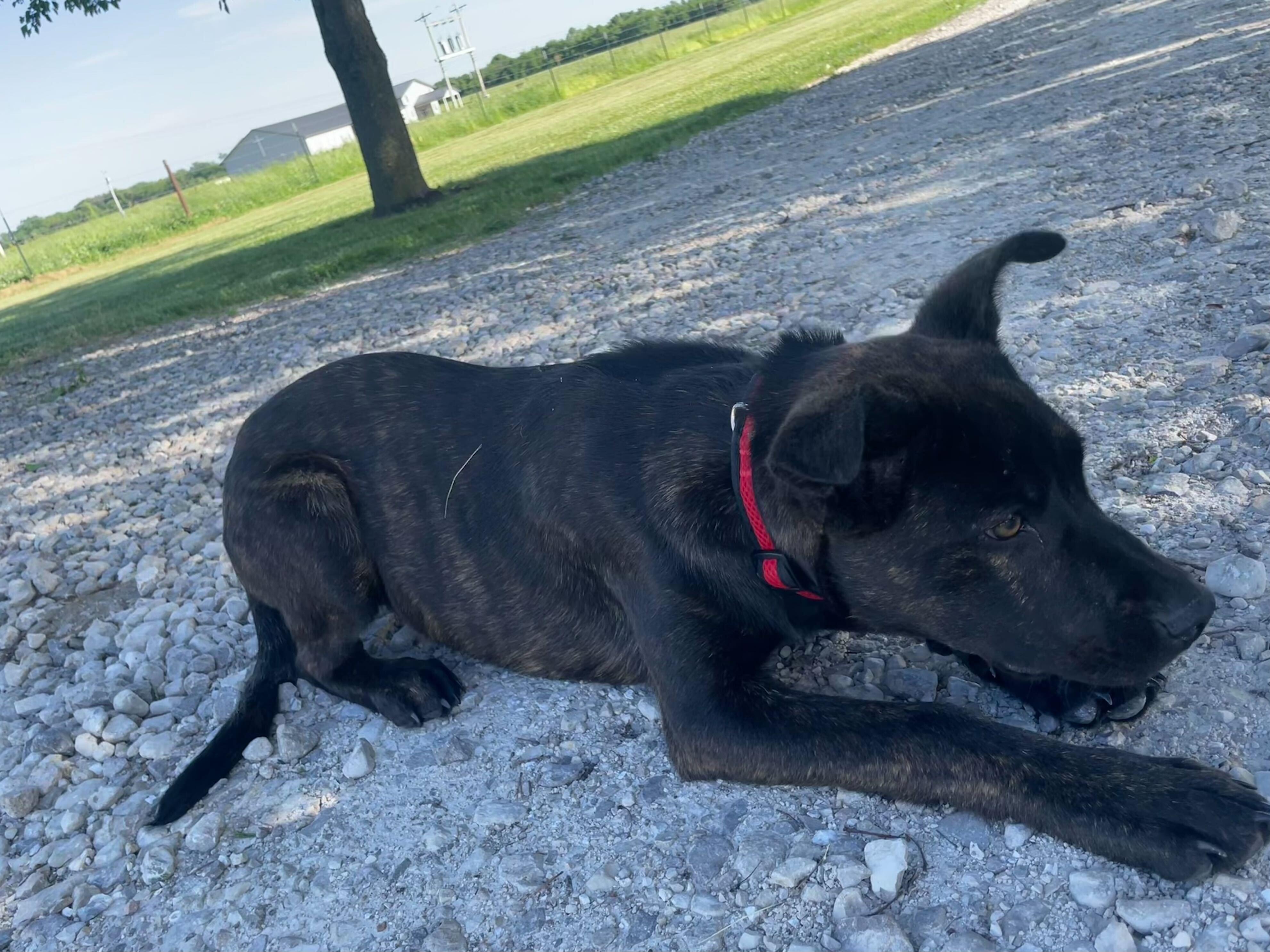 Bruno, a Adopted mixed breed in Clarksburg, MO image 4/5