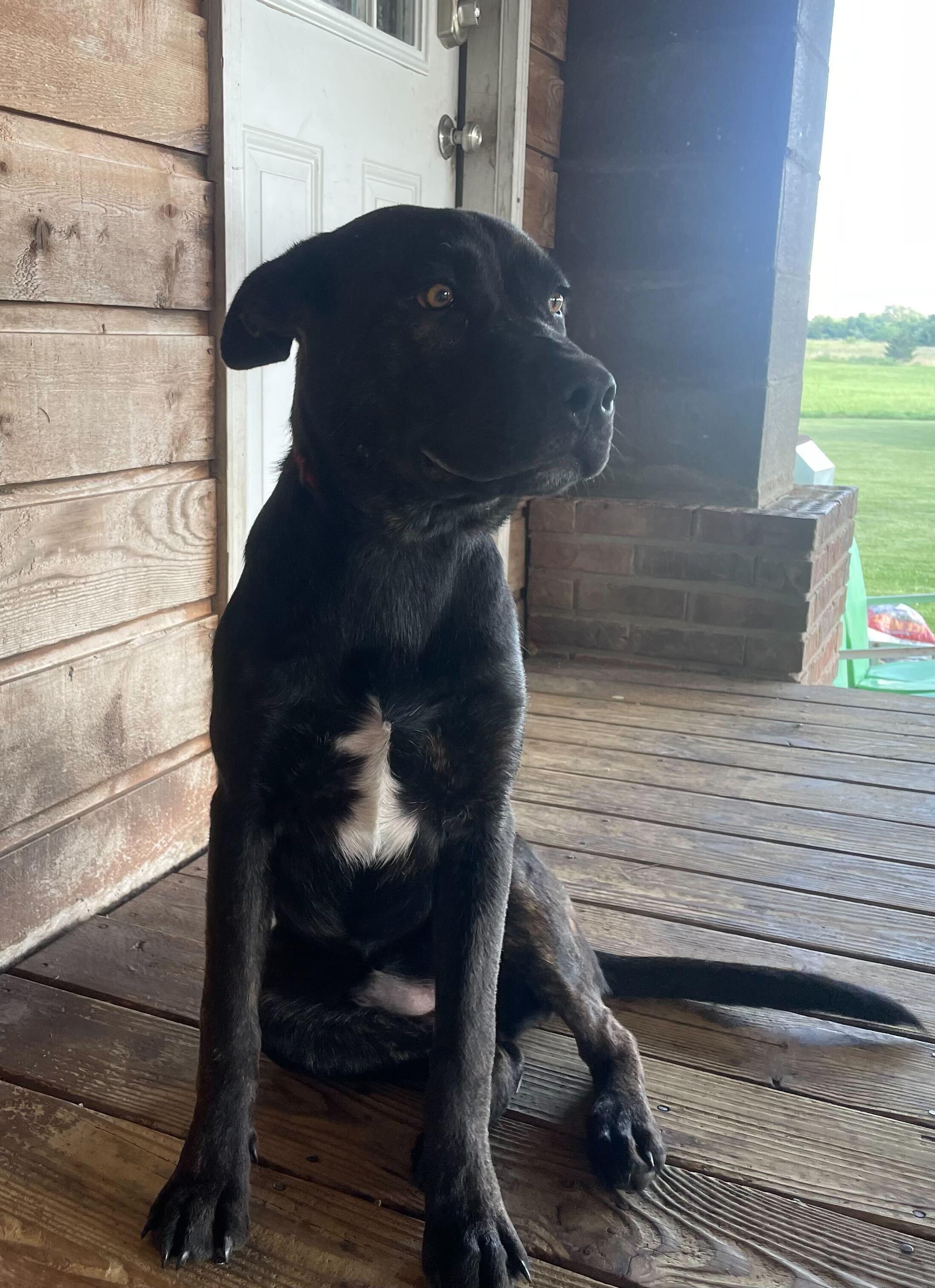 Bruno, a Adopted mixed breed in Clarksburg, MO image 1/5