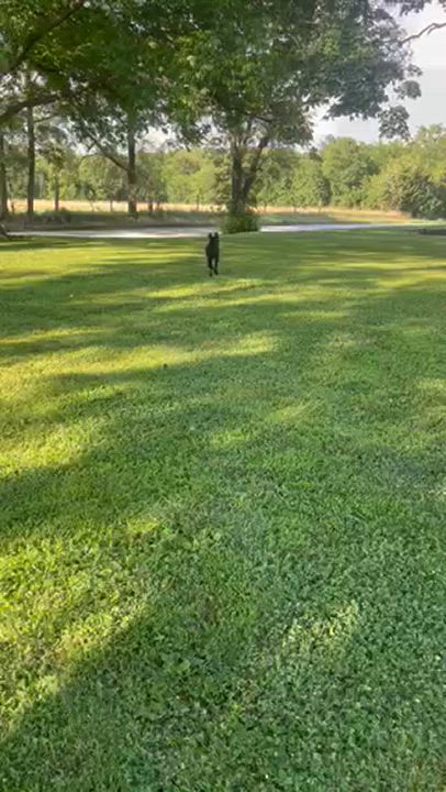 Enlarge Bruno, a Adopted mixed breed in Clarksburg, MO video 2/5