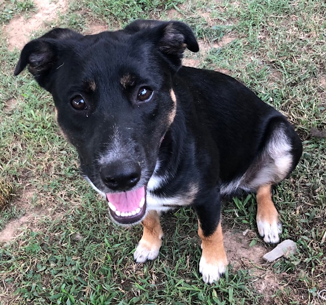 Enlarge Floppy, a Adopted mixed breed in Paron, AR image 1/4