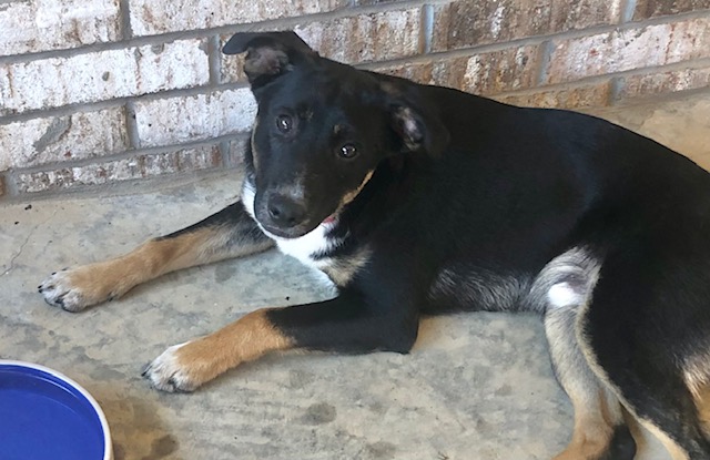 Enlarge Floppy, a Adopted mixed breed in Paron, AR image 2/4