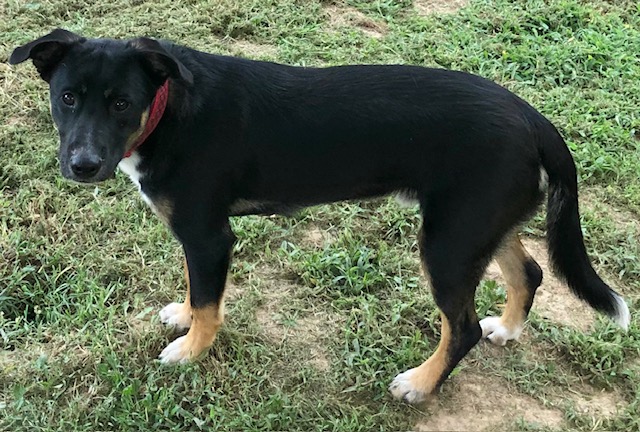 Enlarge Floppy, a Adopted mixed breed in Paron, AR image 3/4