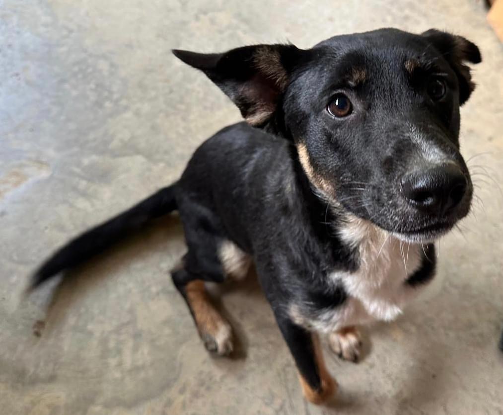 Enlarge Floppy, a Adopted mixed breed in Paron, AR image 4/4