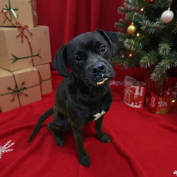 Enlarge Ralphi (Coming Soon...), a ADOPTABLE Boxer in Xenia , OH image 1/4