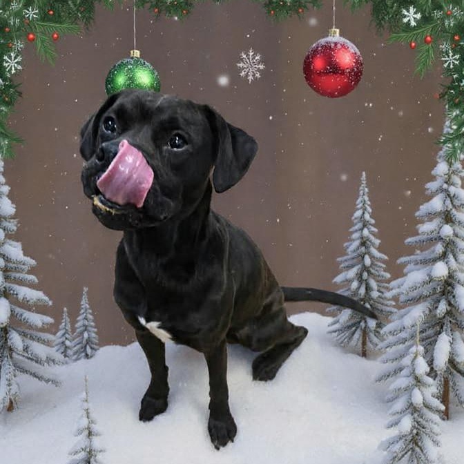 Enlarge Ralphi (Coming Soon...), a ADOPTABLE Boxer in Xenia , OH image 2/4