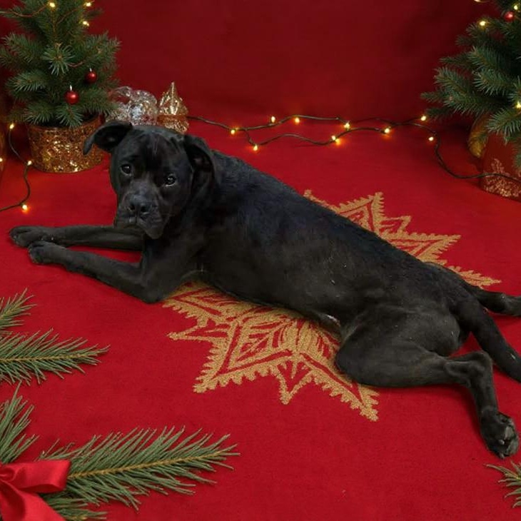 Enlarge Ralphi (Coming Soon...), a ADOPTABLE Boxer in Xenia , OH image 3/4