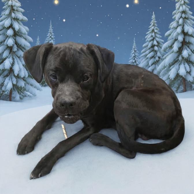 Enlarge Ralphi (Coming Soon...), a ADOPTABLE Boxer in Xenia , OH image 4/4