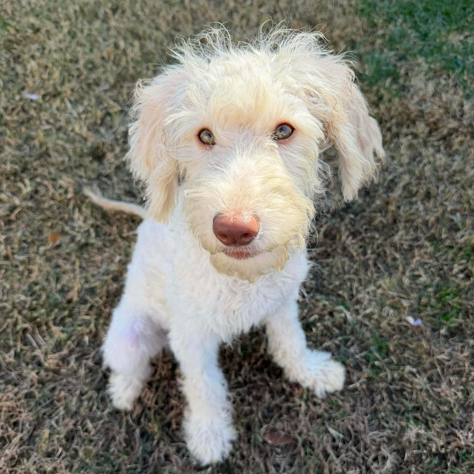 Wren, Adoptable, Puppy Female Labradoodle.