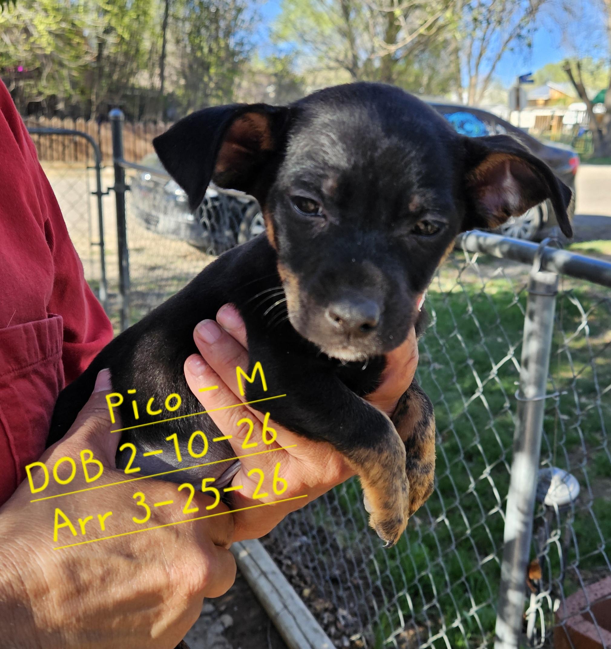 Enlarge Pico, a Adopted mixed breed in Nucla, CO image 1/1