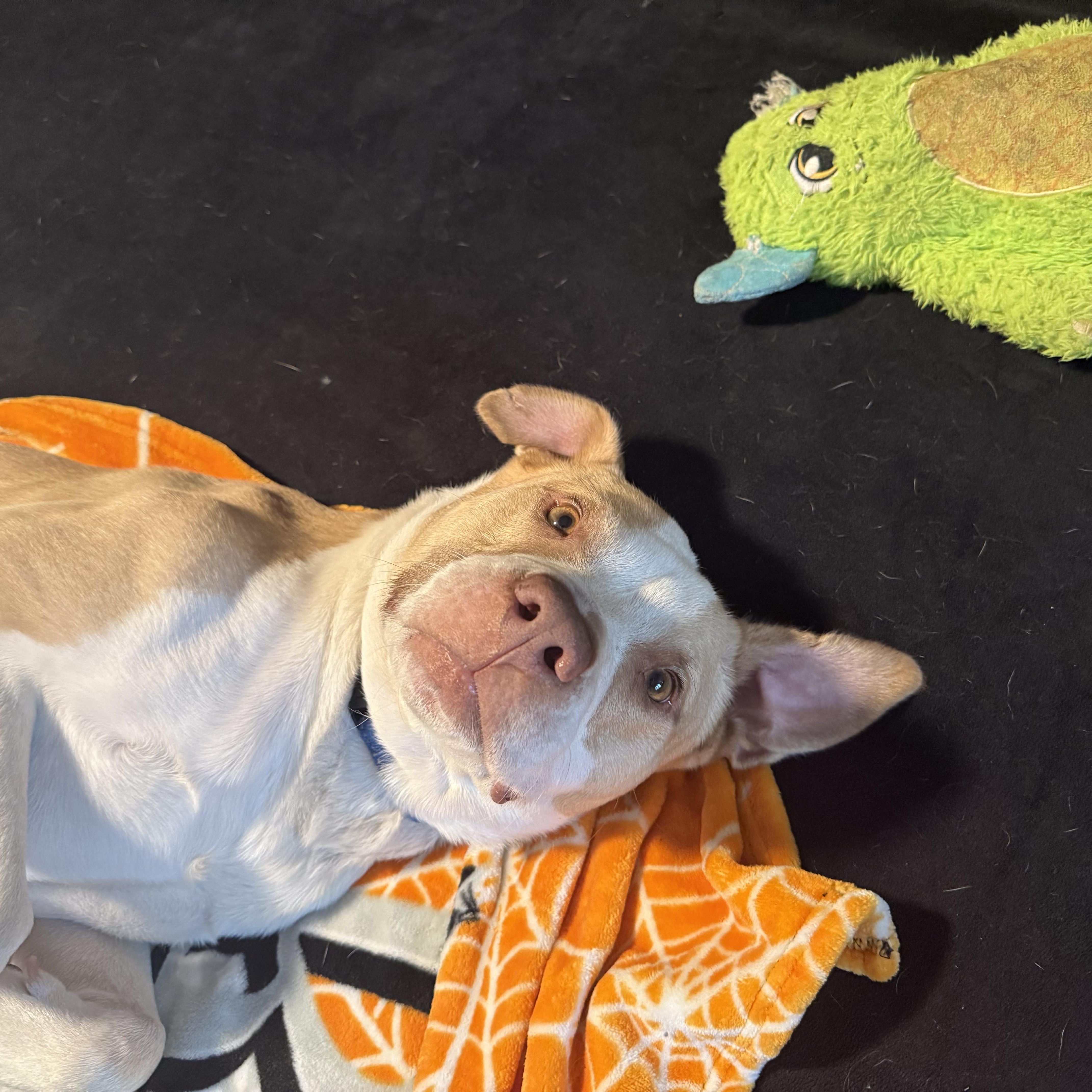 Hopper, a ADOPTABLE mixed breed in Wildwood, FL image 2/6